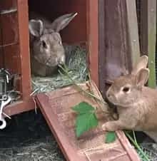 BAAHAUS Animal Rescue Group