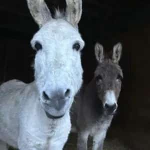 The Farm Animal Sanctuary