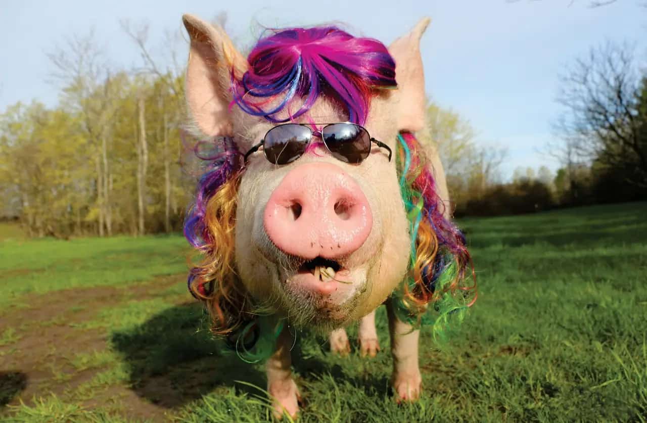 Esther the Wonder Pig HQ
