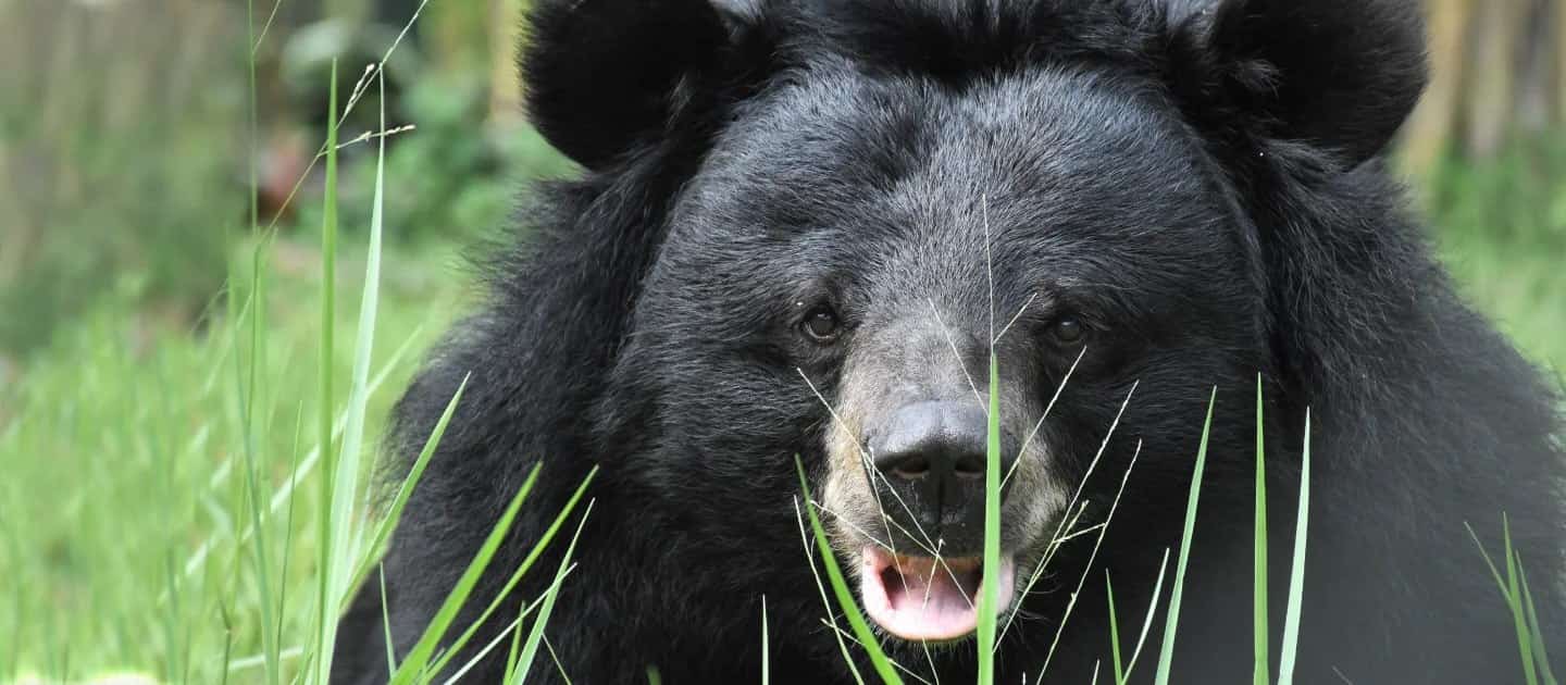 Animals Asia Bear Sanctuary China