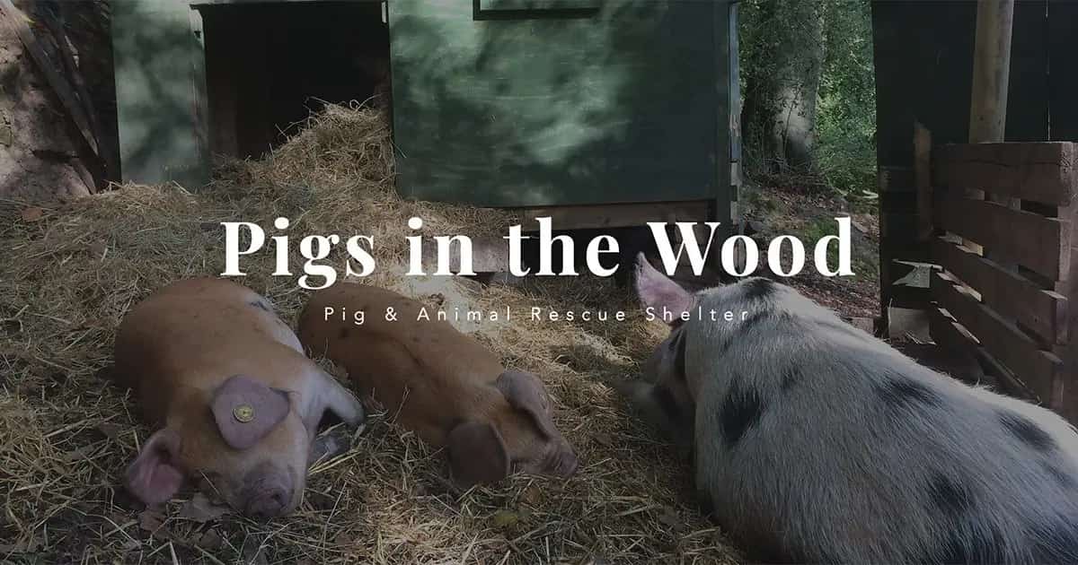 Pigs in the Wood