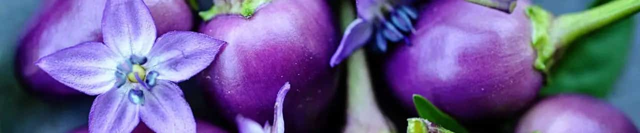 Baker Creek Heirloom Seed Co