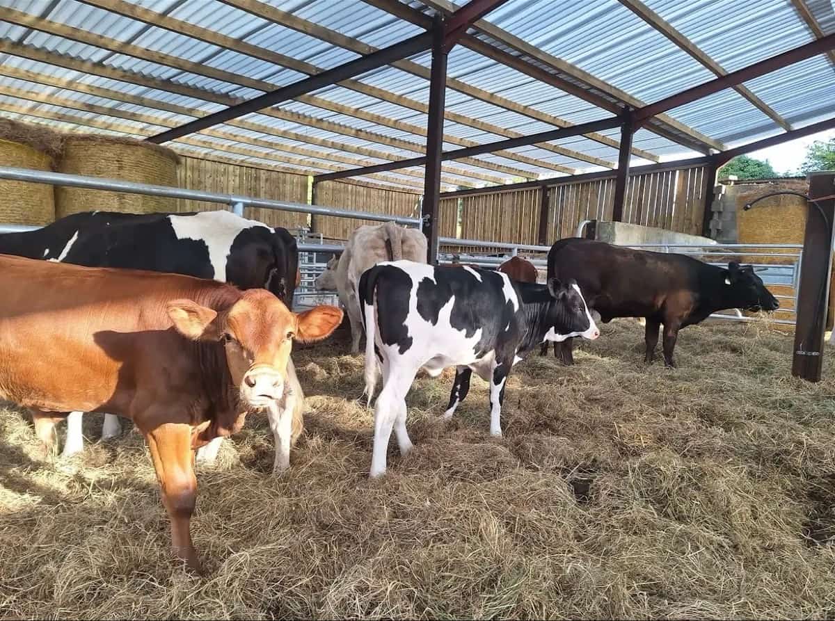 Heartstone Veganic Ecosanctuary
